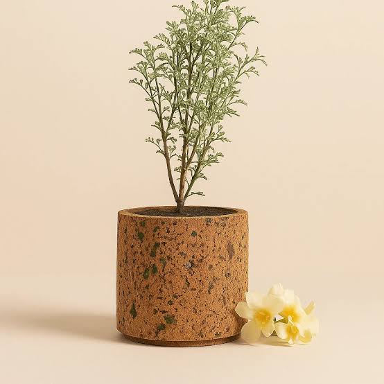 Cork Belly Planter - Image 2