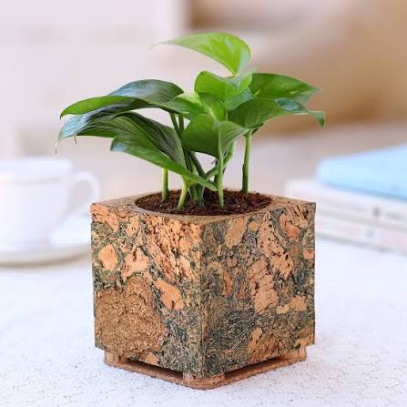 Diamond Square Planter